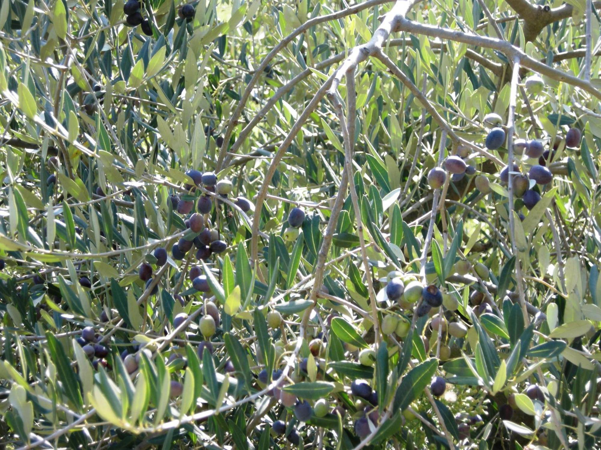 באניי די לוקה Agriturismo Tenuta La Fratta מראה חיצוני תמונה