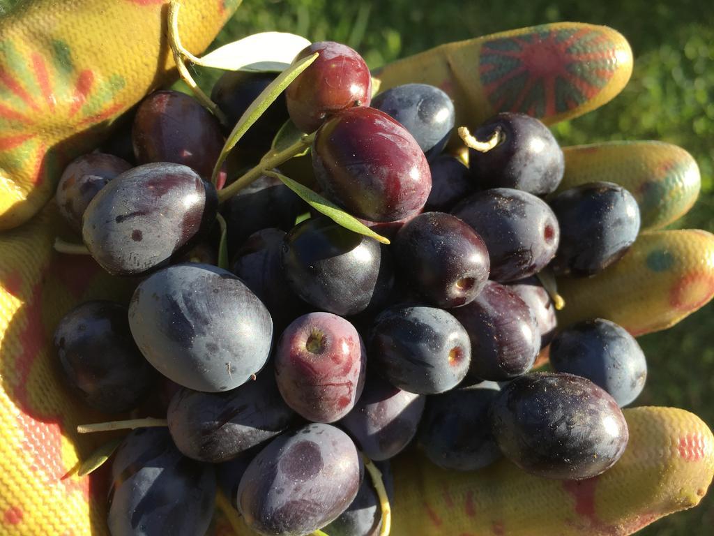 באניי די לוקה Agriturismo Tenuta La Fratta מראה חיצוני תמונה